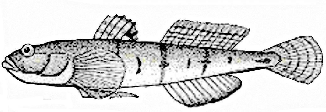 Lebetus guilleti_01.jpg